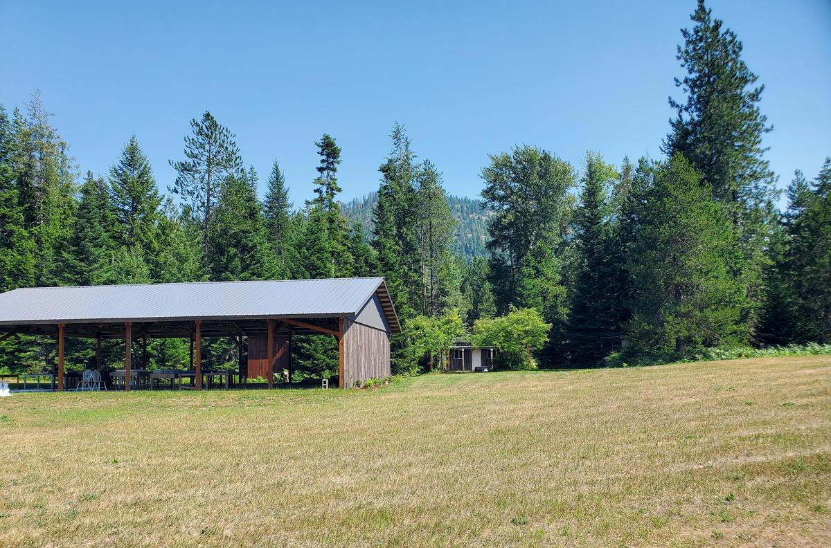 The open ceremony meadow with the forest wall beyond